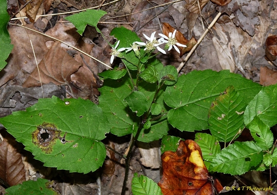{Eurybia divaricata}